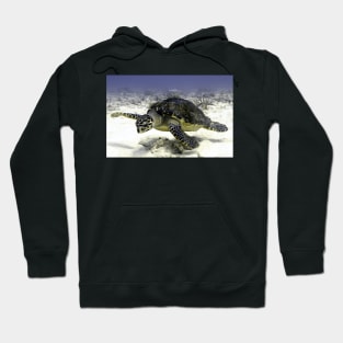 Caribbean Sea Turtle Hoodie